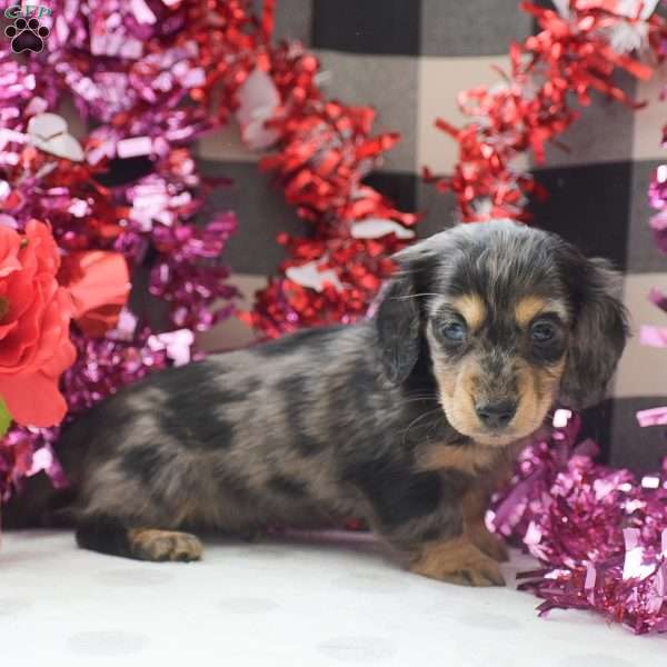 Everest-Mini, Dachshund Puppy