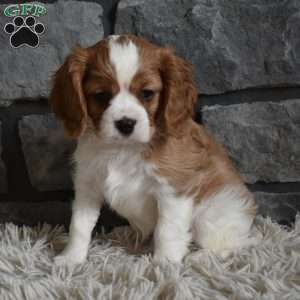 Rocky, Cavalier King Charles Spaniel Puppy