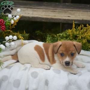 Peter, Jack Russell Terrier Puppy
