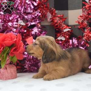 Willow-Mini, Dachshund Puppy