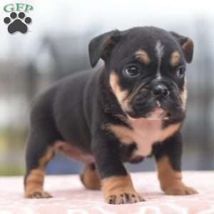 Emma, English Bulldog Mix Puppy