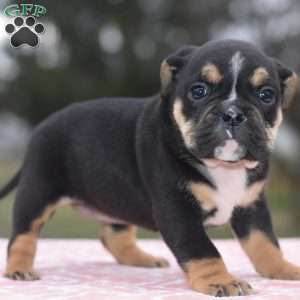 Emma, English Bulldog Mix Puppy