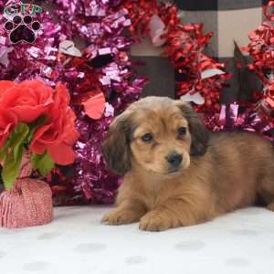 Willow-Mini, Dachshund Puppy