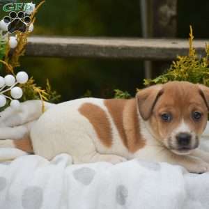 Peter, Jack Russell Terrier Puppy