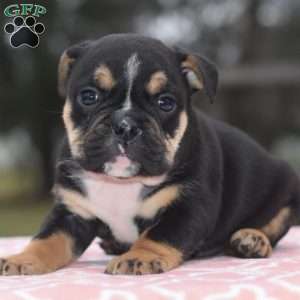 Emma, English Bulldog Mix Puppy