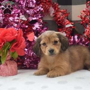 Willow-Mini, Dachshund Puppy