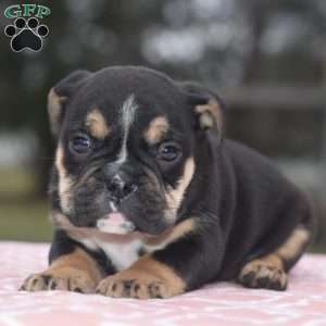 Emma, English Bulldog Mix Puppy