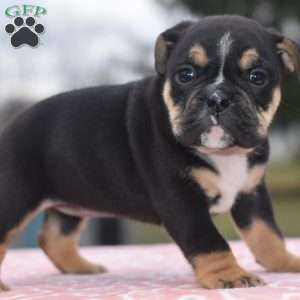Emma, English Bulldog Mix Puppy