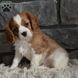 Rocky, Cavalier King Charles Spaniel Puppy