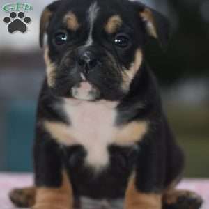 Emma, English Bulldog Mix Puppy