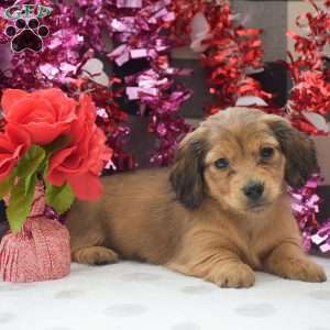 Willow-Mini, Dachshund Puppy