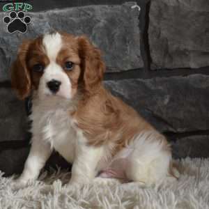 Rocky, Cavalier King Charles Spaniel Puppy