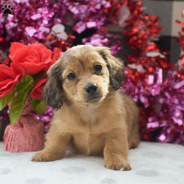 Willow-Mini, Dachshund Puppy