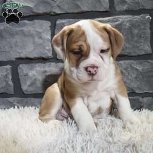 Rusty, Beabull Puppy