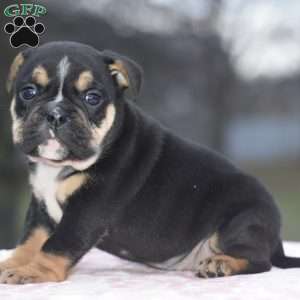 Emma, English Bulldog Mix Puppy