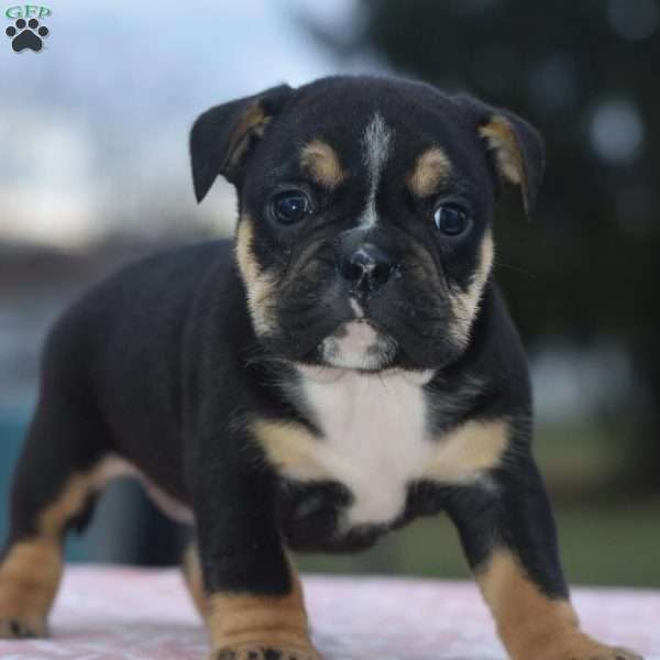 Emma, English Bulldog Mix Puppy
