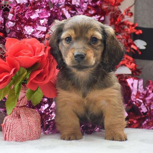 Sephora-Mini, Dachshund Puppy