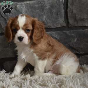 Rocky, Cavalier King Charles Spaniel Puppy