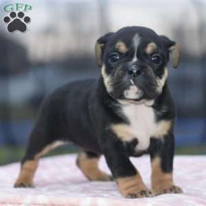Emma, English Bulldog Mix Puppy