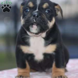 Emma, English Bulldog Mix Puppy