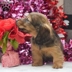 Sephora-Mini, Dachshund Puppy