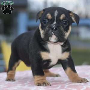 Emma, English Bulldog Mix Puppy