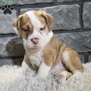 Rusty, Beabull Puppy