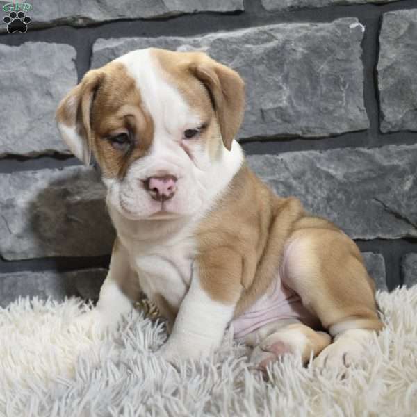 Rusty, Beabull Puppy