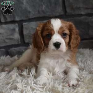 Rocky, Cavalier King Charles Spaniel Puppy