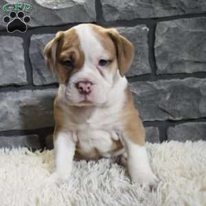 Rusty, Beabull Puppy