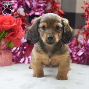 Sephora-Mini, Dachshund Puppy