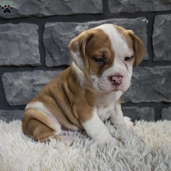 Rusty, Beabull Puppy