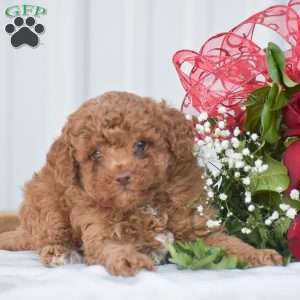 Cupid – F1B, Cavapoo Puppy