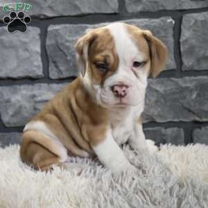 Rusty, Beabull Puppy