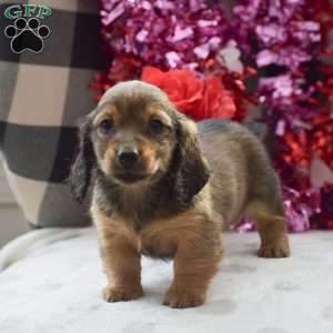 Sephora-Mini, Dachshund Puppy