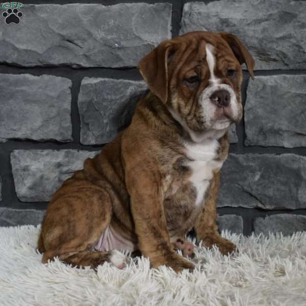 River, Beabull Puppy