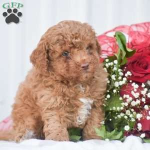 Cupid – F1B, Cavapoo Puppy
