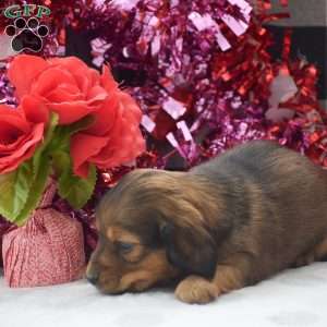 Lyra – Mini, Dachshund Puppy