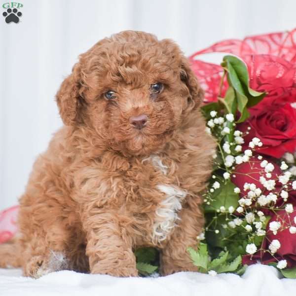 Cupid – F1B, Cavapoo Puppy