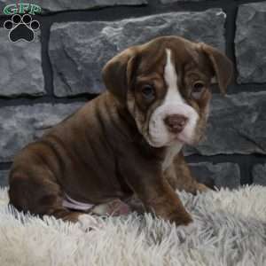 Riley, Beabull Puppy