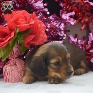 Lyra – Mini, Dachshund Puppy