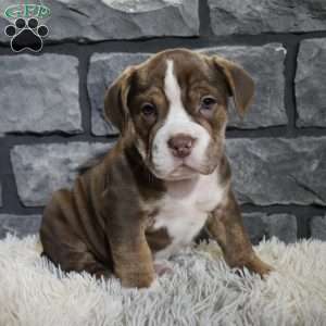 Riley, Beabull Puppy