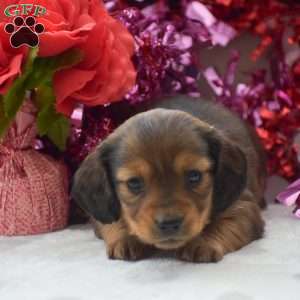 Lyra – Mini, Dachshund Puppy