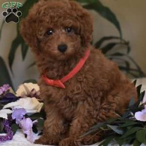 Bodie, Toy Poodle Puppy