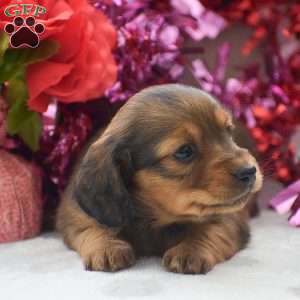 Lyra – Mini, Dachshund Puppy