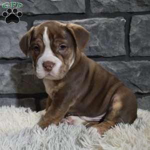 Riley, Beabull Puppy