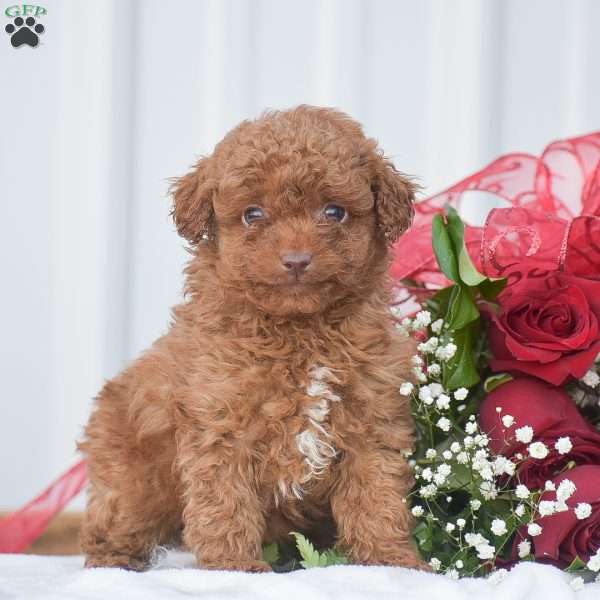 Valentine – F1B, Cavapoo Puppy