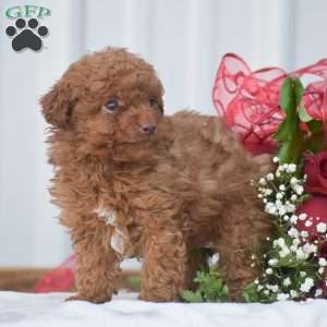Valentine – F1B, Cavapoo Puppy