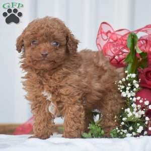 Valentine – F1B, Cavapoo Puppy
