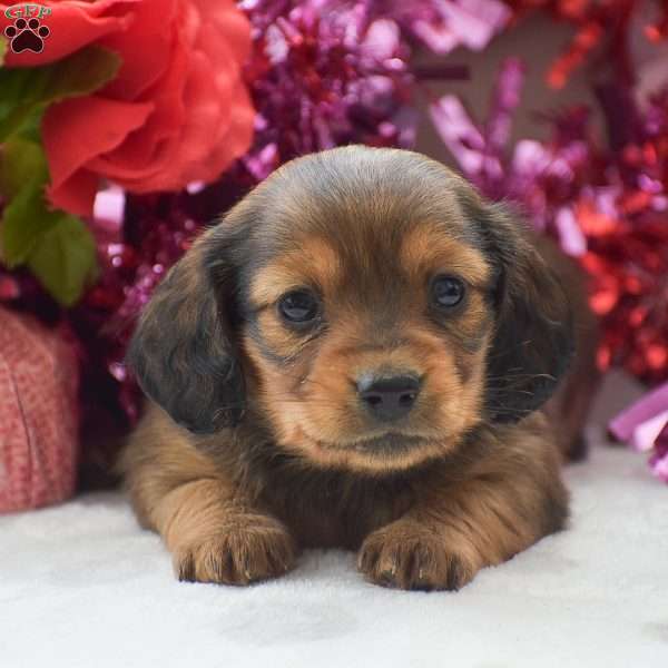 Lyra – Mini, Dachshund Puppy